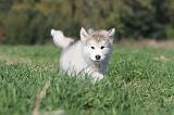 ALASKAN MALAMUTE 115